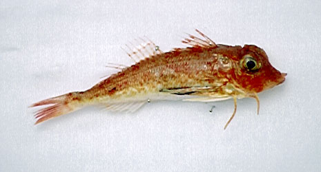 锯鳞红娘鱼(Lepidotrigla dieuzeidei)