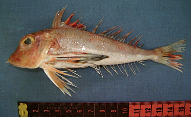 福氏红娘鱼(Lepidotrigla faurei)