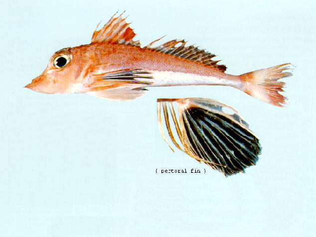 大红娘鱼(Lepidotrigla grandis)