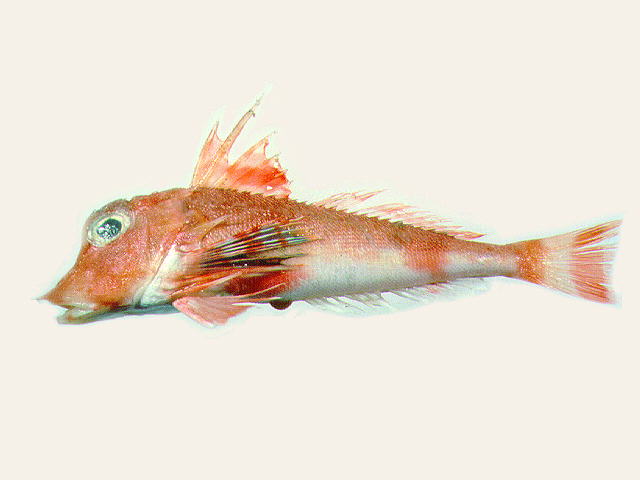 贡氏红娘鱼(Lepidotrigla guentheri)