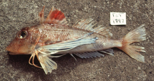 日本红娘鱼(Lepidotrigla japonica)