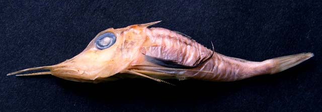 长鳍红娘鱼(Lepidotrigla longipinnis)