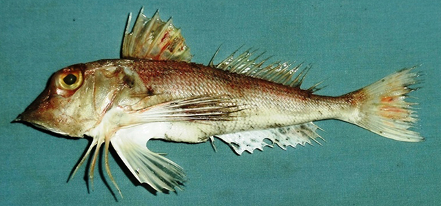 阿曼红娘鱼(Lepidotrigla omanensis)