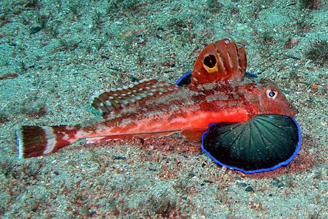 胸刺红娘鱼(Lepidotrigla pleuracanthica)