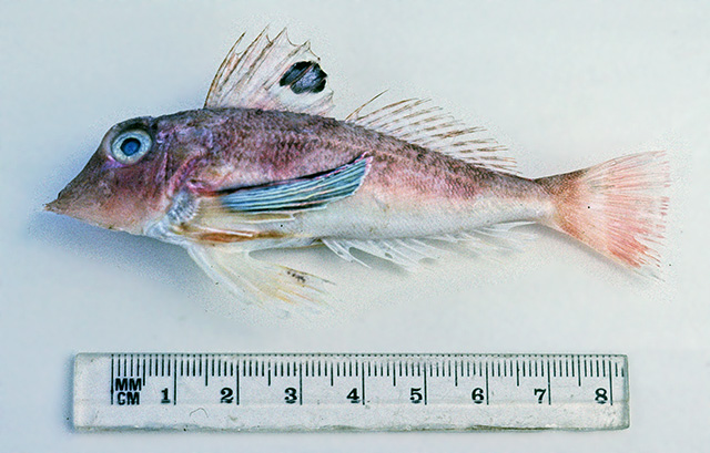 荫红娘鱼(Lepidotrigla umbrosa)
