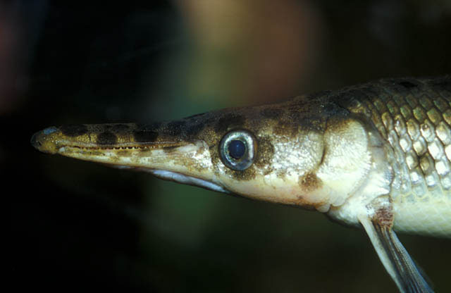 寛口雀鳝(Lepisosteus platostomus)