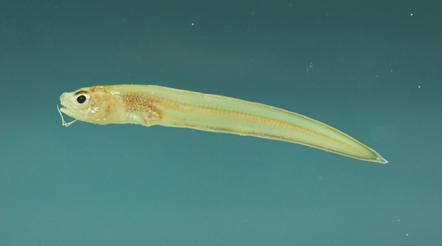短须鳞鼬鳚(Lepophidium brevibarbe)