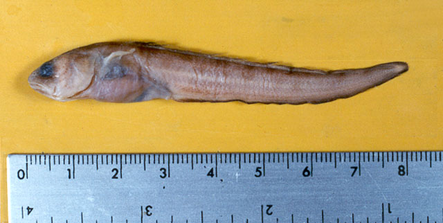 豹纹鳞鼬鳚(Lepophidium pardale)