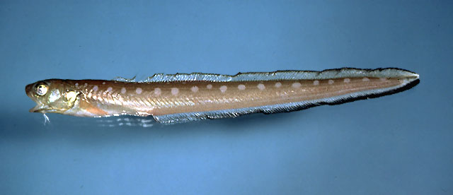 深海鳞鼬鳚(Lepophidium profundorum)