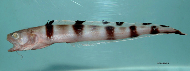 十字鳞鼬鳚(Lepophidium staurophor)