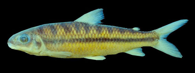 钝吻兔脂鲤(Leporinus amblyrhynchus)