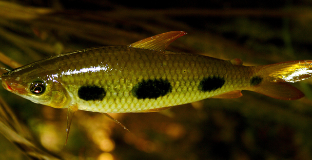 莱氏兔脂鲤(Leporinus leschenaulti)