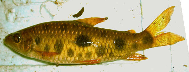 史氏兔脂鲤(Leporinus steyermarki)