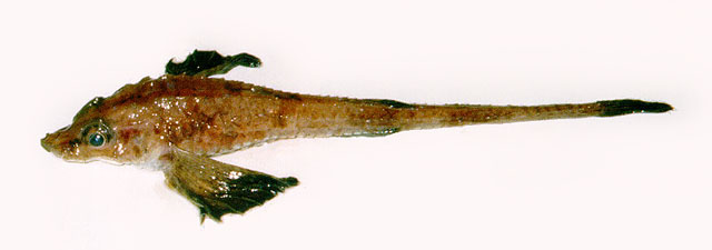 颌须细八角鱼(Leptagonus decagonus)