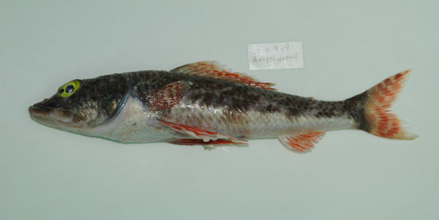 达氏姬鱼(Leptaulopus damasi)