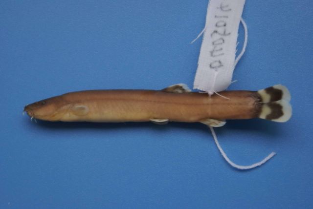 后鳍薄鳅(Leptobotia posterodorsalis)