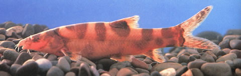 红唇薄鳅(Leptobotia rubrilabris)