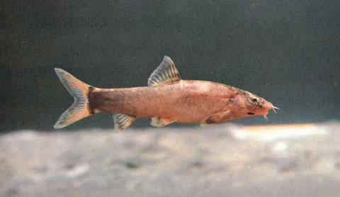 紫薄鳅(Leptobotia taeniops)