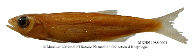 缨瘦波鱼(Leptocypris crossensis)