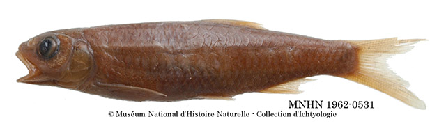 尼罗河瘦波鱼(Leptocypris niloticus)
