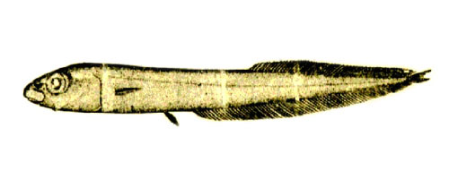 连尾细皮平头鱼(Leptoderma retropinna)