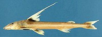 裘路细棘鮠(Leptodoras juruensis)