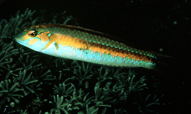 金带蓝胸鱼(Leptojulis chrysotaenia)