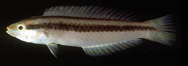 阿曼蓝胸鱼(Leptojulis cyanopleura)