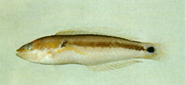 项斑蓝胸鱼(Leptojulis lambdastigma)