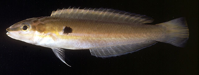 多鳞蓝胸鱼(Leptojulis polylepis)