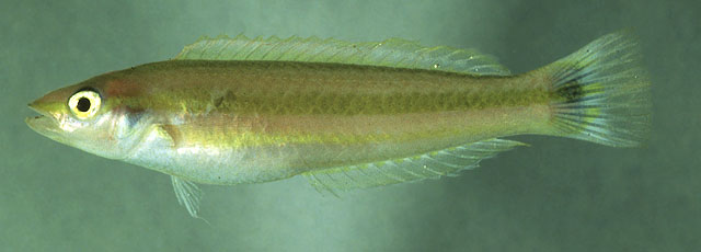 尾斑蓝胸鱼(Leptojulis urostigma)