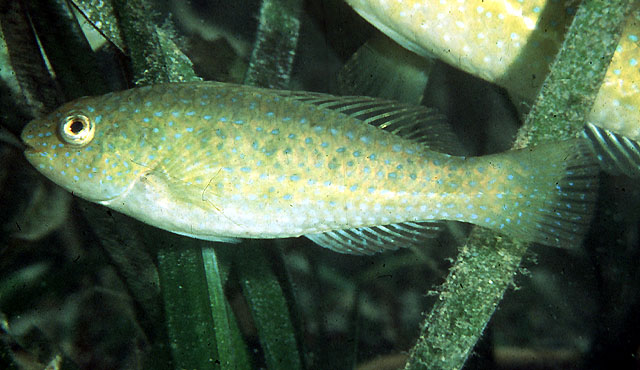 纤鹦嘴鱼(Leptoscarus vaigiensis)