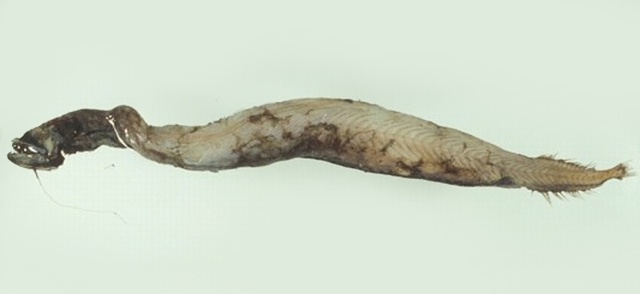 强壮纤巨口鱼(Leptostomias robustus)