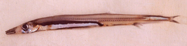 大西洋裸蜥鱼(Lestidium atlanticum)