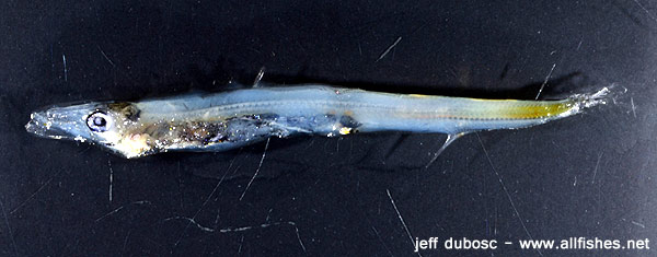 比氏裸蜥鱼(Lestidium bigelowi)