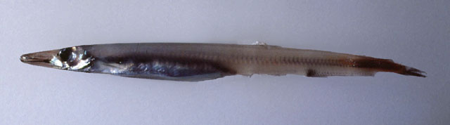 裸蜥鱼(Lestidium nudum)