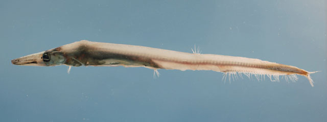 中间光鳞鱼(Lestrolepis intermedia)