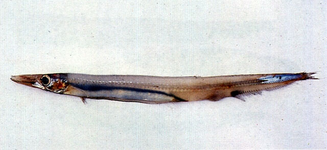 日本光鳞鱼(Lestrolepis japonica)