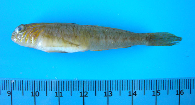 休氏莱苏尔虾虎(Lesueurigobius suerii)