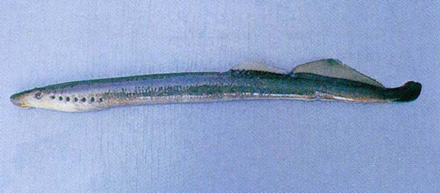 东亚叉牙七鳃鳗(Lethenteron camtschaticum)