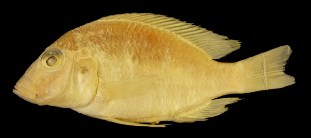 银龙占丽鱼(Lethrinops argenteus)