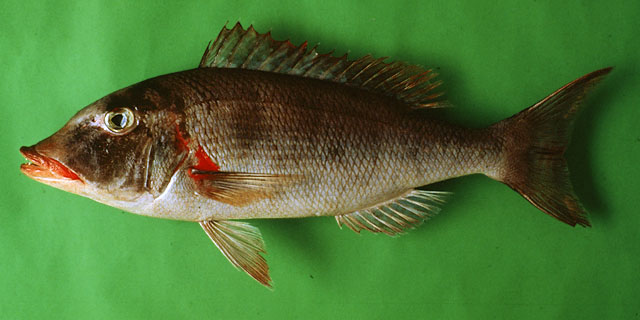 红斑裸颊鲷(Lethrinus conchyliatus)