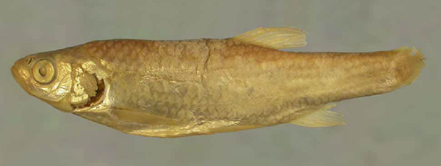 伊朗雅罗鱼(Leuciscus gaderanus)