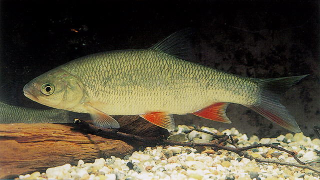 红鳍雅罗鱼(Leuciscus idus)