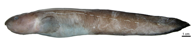 白纹绵鳚(Leucogrammolycus brychios)