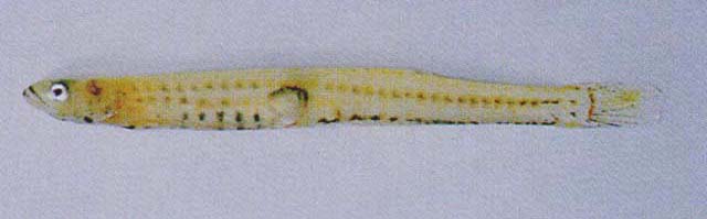 彼氏冰虾虎(Leucopsarion petersii)