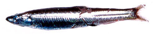施氏光舌鲑(Leuroglossus schmidti)