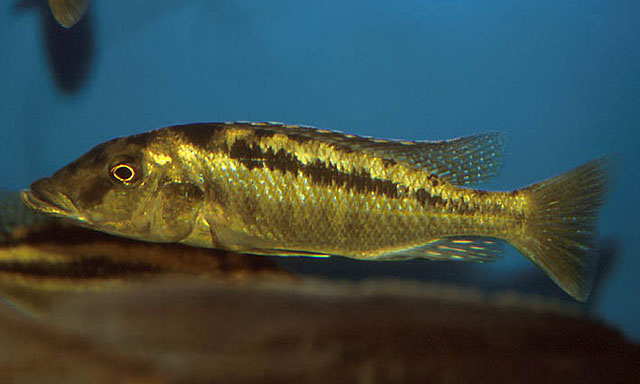 尖头艳丽鱼(Lichnochromis acuticeps)