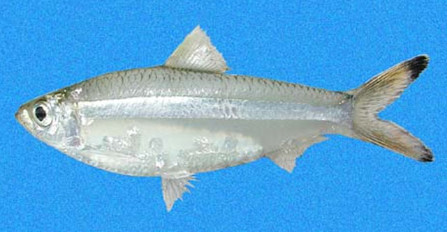太平洋侧带鲱(Lile stolifera)
