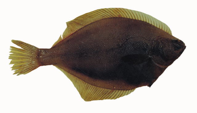 糙黄盖鲽(Limanda aspera)